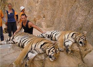 THAILANDE LE TEMPLE DES TIGRES (1)